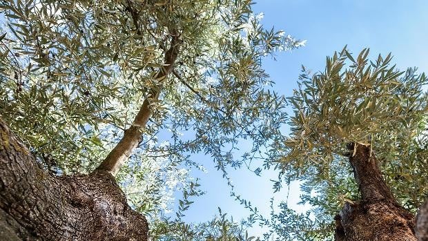 Así se cultiva el aceite de oliva ecológico de las estrellas