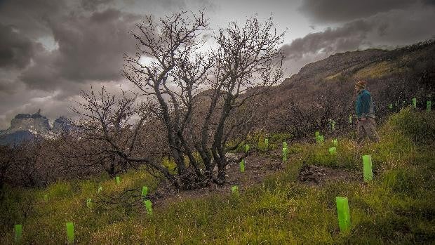 Los nuevos súper árboles contra el cambio climático