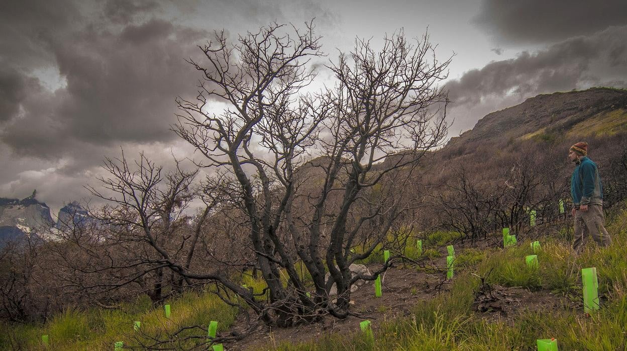 Montañero camina entre las plantaciones de nuevos árboles durante una reforestación.