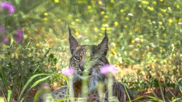 El lince ibérico superará el riesgo de extinción en 2040