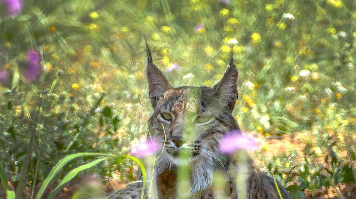 Lince ibérico.