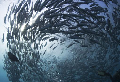 Banco de peces en Indonesia.