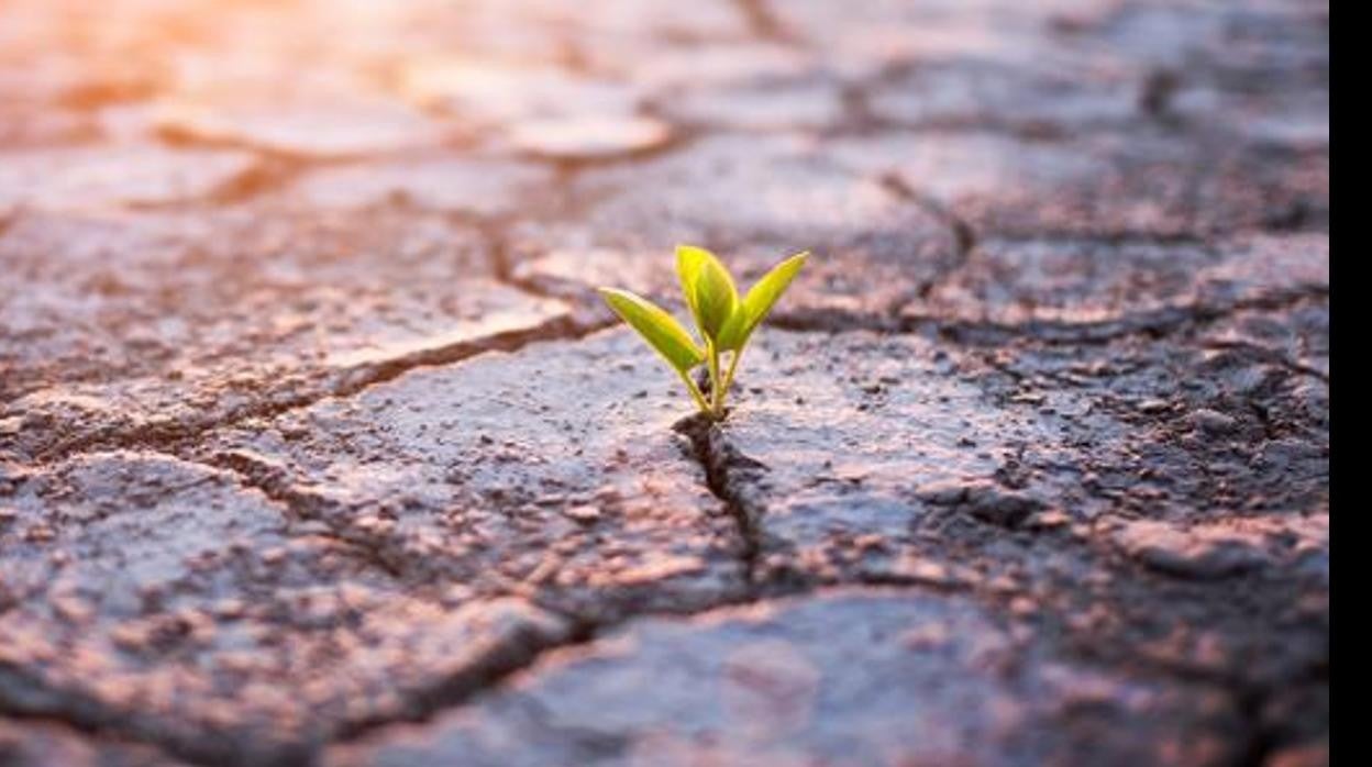 Planta creciendo en suelo seco.