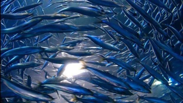 España busca sacar músculo en la industria del omega-3 con anchovetas del Pacífico
