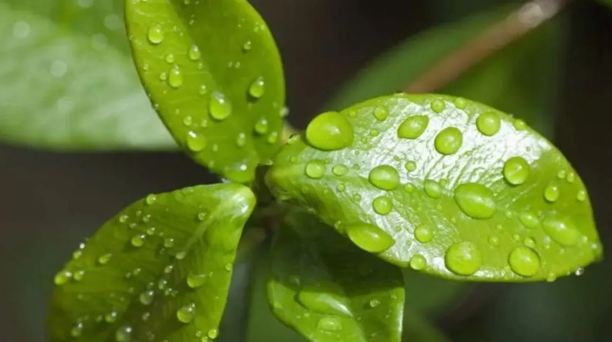 Gotas de agua sobre una planta.