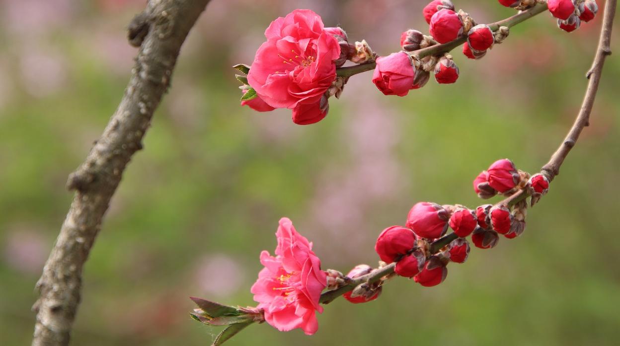 Flor de melocotonero.