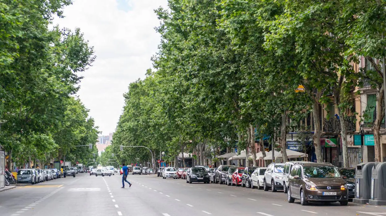 Los árboles delatan contaminantes del tráfico urbano que no se miden