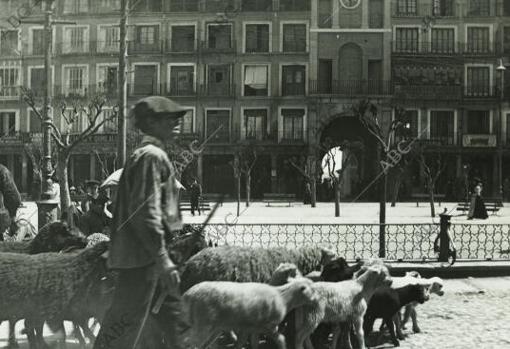 Un pastor y su rebaño atravesando la plaza de Zocodover en los años 30.