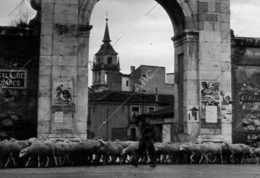 Pastor con sus Obejas delante de la puerta de Madrid en Alcalá de Henares.