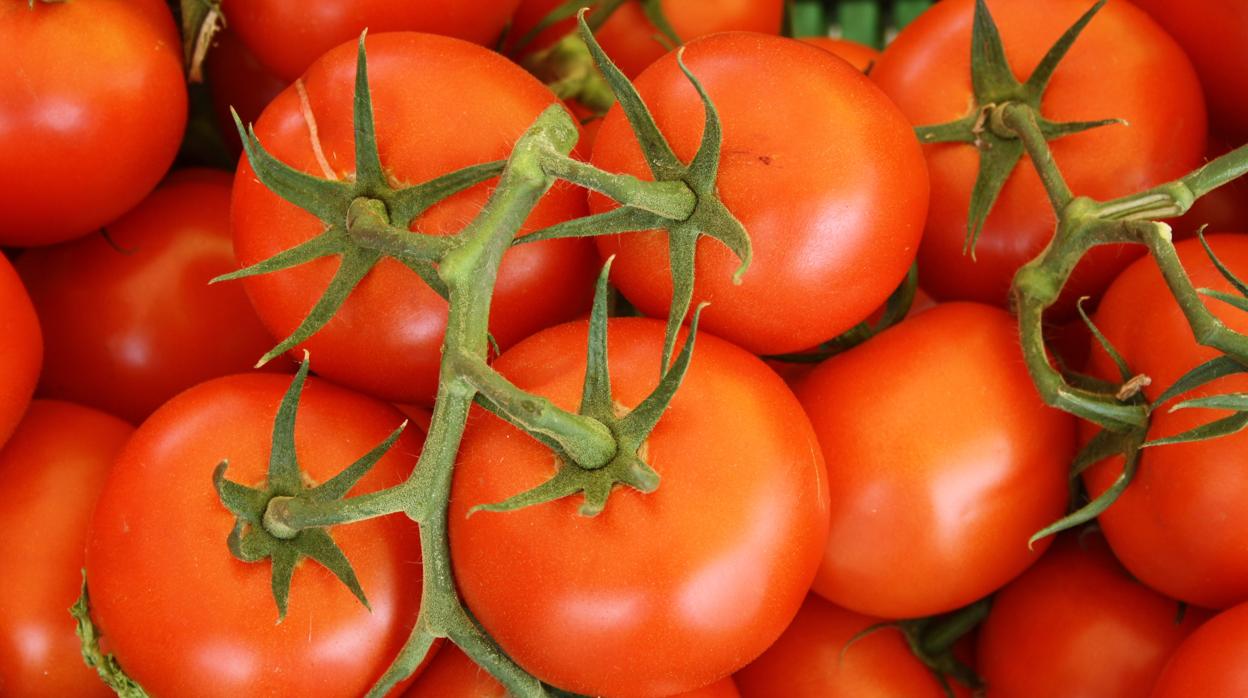 El tomate en rama es la variedad más común y aromática