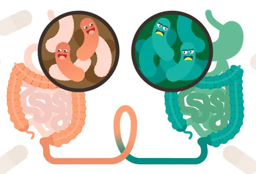 La verdad sobre la microbiota: en el intestino no hay flora, sino un zoo