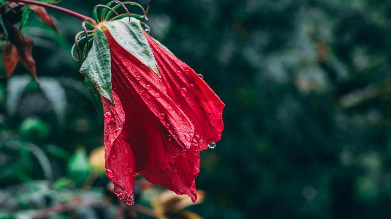 No arrases todo un jardín cuando lo único que está marchito es una sola flor.