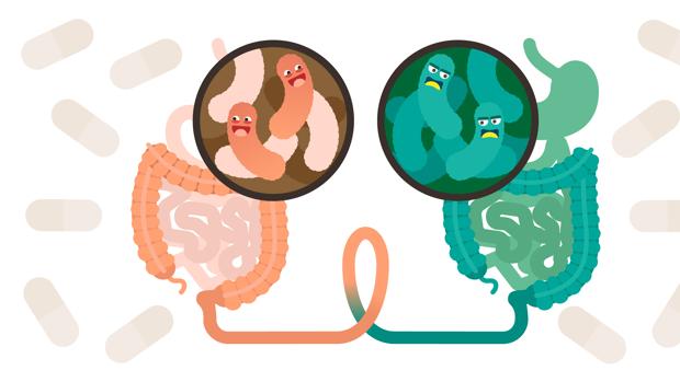 Microbiota, un aliado en la tripa: cómo cuidar bien tu intestino