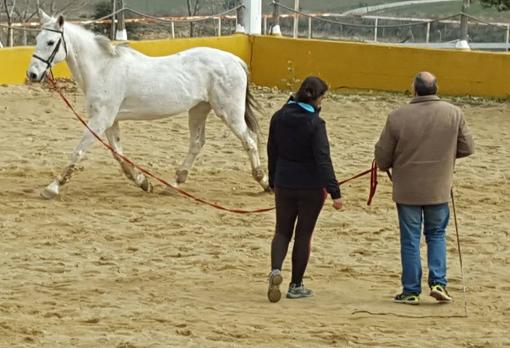Terapia con caballos: otra forma de tratar la ansiedad o la depresión