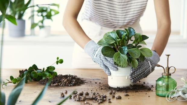 El 'plantfulness' existe: algunas plantas aportan felicidad en tu vida