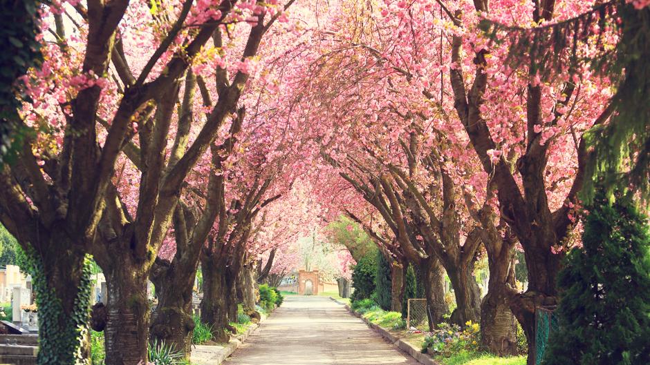 Cómo aprovechar los efectos de la primavera para desintoxicar la mente