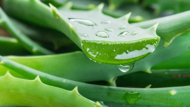Aloe vera: un tesoro en tu despensa, neceser y botiquín