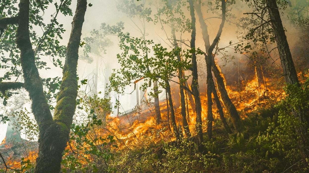 Ecoansiedad y solastalgia: crece la fobia al cambio climático