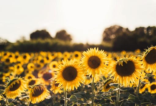 Campos de girasoles.