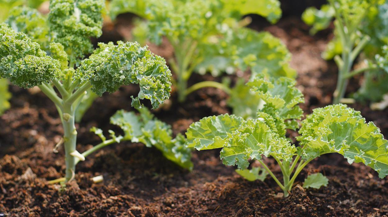 Este 'superalimento' pasa por ser un potente antioxidante