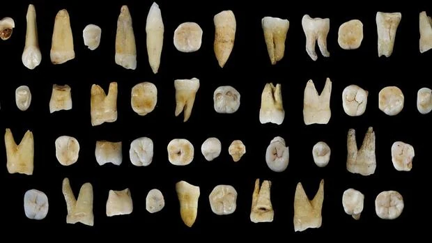 Algunos de los 47 dientes hallados en la excavación de las cuevas chinas