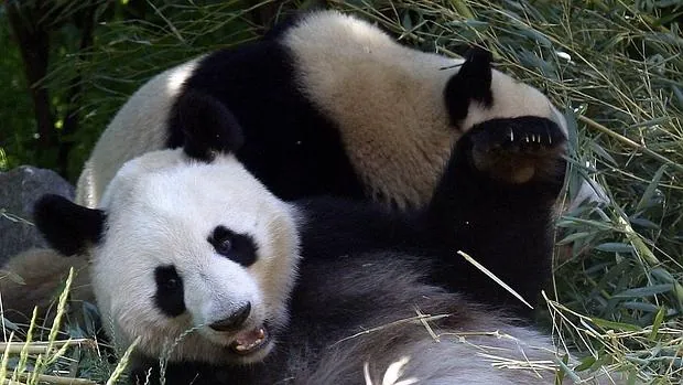 Según investigadores chinos, los pandas para transmitir hambre realizan un sonido que podría trasncribirse como «yi yi» o si están enfadados emiten un ruido similar a un ladrido