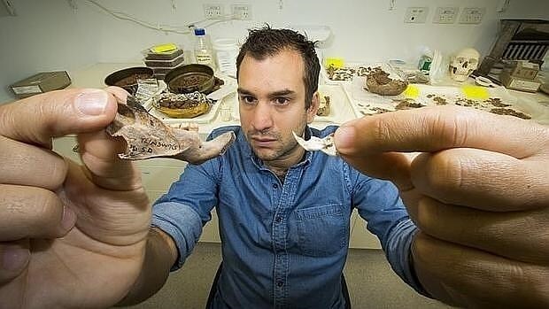 El doctor Julien Louys compara el tamaño de la mandíbula de una rata gigante con el de otra moderna