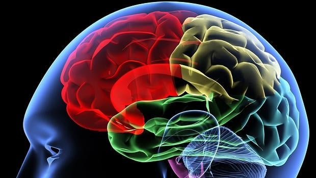 El olvido ayuda a ahorrar energía al cerebro