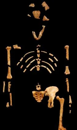 Los restos hallados de Lucy la australopithecus