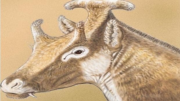 Los «Xenokeryx Amidalae» contaban con dos tipos de cuernos: dos apéndices frontales y uno posterior que arrancaba desde la nuca