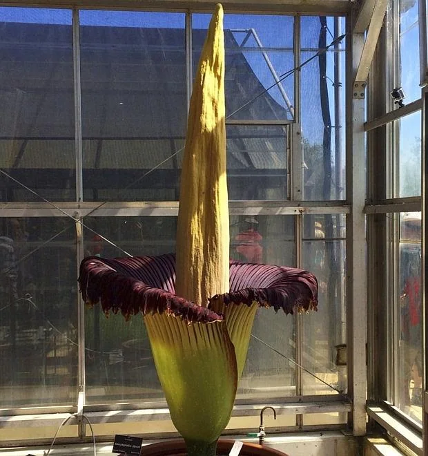 La flor de dos metros que huele a muerto