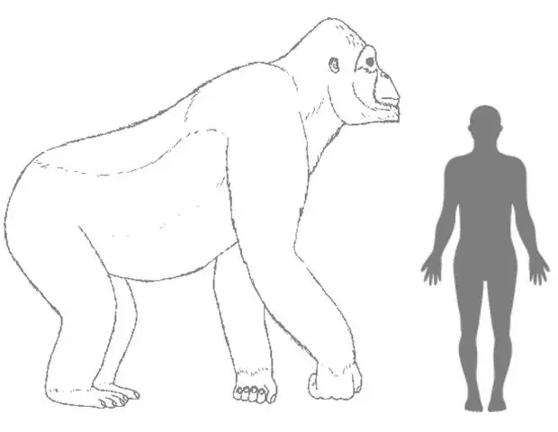 Comparación del tamaño de un Gigantopithecus y un ser humano