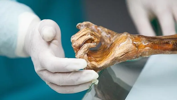 La mano de Ötzi, el «hombre de hielo»