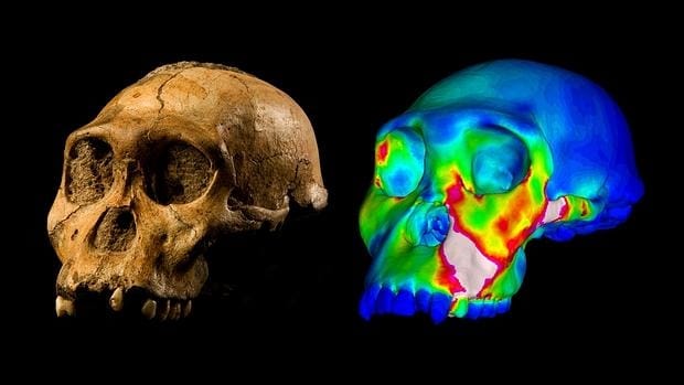 Cráneo fosilizado de Australopithecus sediba y modelo de un mordisco simulado en sus premolares. Los colores «cálidos» indican las regiones de alta tensión, y los «fríos», los de baja tensión