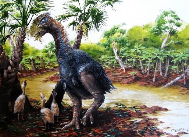 El «Gastornis» se alimentaba de frutos, semillas y hojas