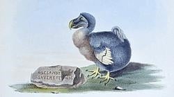 Dibujo de un dodo de 1626, por Roelant Savery.