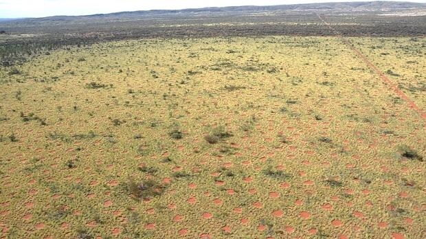 Vista aérea de los círculos de hadas australianos que se extienden de forma homogénea sobre el paisaje