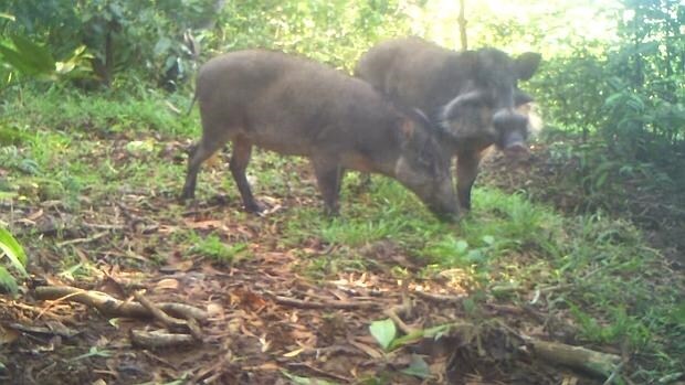 Una hembra y un macho del cerdo verrugoso de Bawean, imagen de una cámara trampa