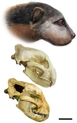 Reconstrucción secuencial de la cabeza de Megalictis ferox. La escala equivale a 5 cm