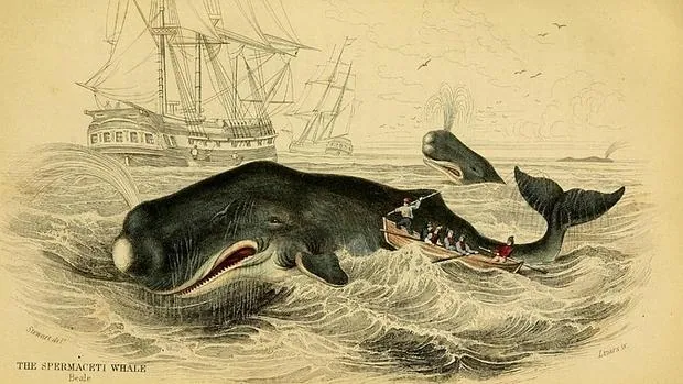 El estudio confirma que los cachalotes macho fueron capaces de embestir y hundir barcos