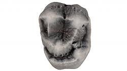 Un molar del viejo Panamacebus