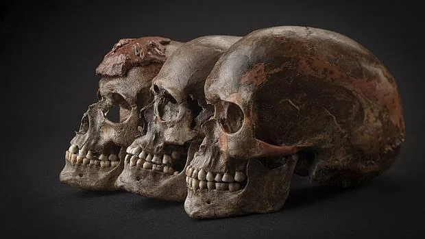 Tres cráneos de unos 31.000 años de antigüedad de Dolni Vestonice (República Checa). Durante los siguientes 5.000 años, todas las muestras analizadas (de Bélgica, República Checa, Austra o Italia) está estrechamente relacionadas, lo que refleja un aumento de la población asociada a la cultura Gravetiense