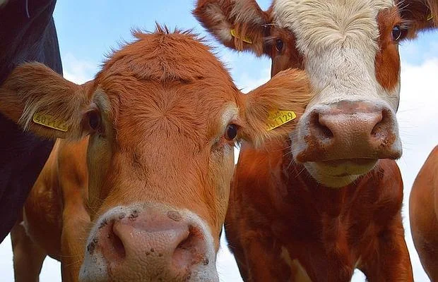 Las vacas tienen un estómago muy sofisticado en el que enormes cantidades de bacterias pueden digerir el correoso material vegetal