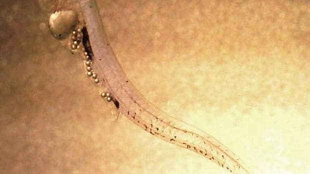 Larva de perca capturada en el Mar Báltico, con su estómago lleno de plástico