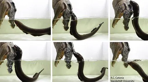La secuencia muestra cómo una anguila eléctrica ataca una cabeza falsa de cocodrilo equipada con LEDs que se encienden con los impulsos eléctricos