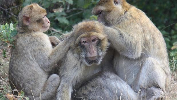 Monos de Gibraltar asean a un viejo compañero en el centro de Rocamadour, Francia