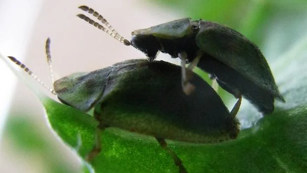 Dos escarabajos tortuga Cassida eglanteria durante el apareamiento