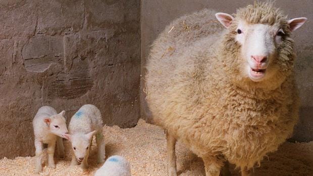 La oveja Dolly con sus corderos