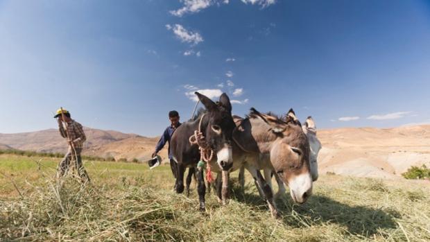 Agricultores modernos en las montañas de Zagros, Irán