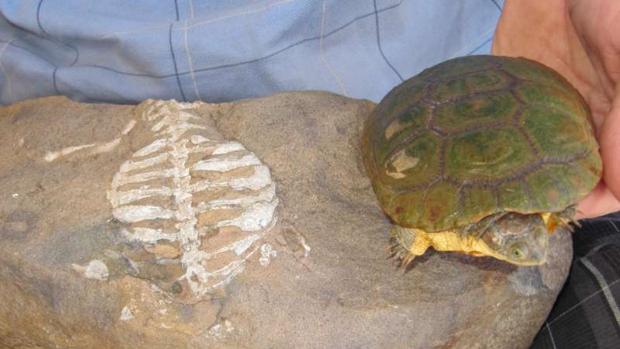 Un ejemplar fósil de tortuga (a la izquierda) y una tortuga actual, derecha. Creen que gracias a la excavación, pudieron soportar difíciles condiciones ambientales que causaron la extinción de otras especies